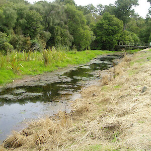 ICC have undertaken removal of willows and cleaned out the old Waihopai channel. Flax have been planted on the cleanings.