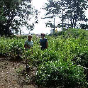 In the south west corner St Johns School undertook restoration plantings in 2004 using mainly kohuhu and koromiko. This area was admired by the NZERN fieldtrip in 2006.