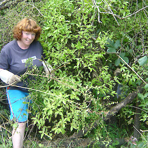 Forest and Bird work day removing Darwin's barberry 2006.