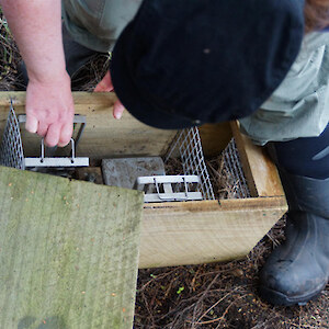 Karen resets a DOC 200 trap for mustelid control.