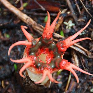 Anemone stinkhorn fungus found along the track.