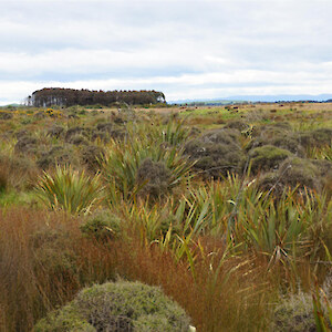 The Colac Bay Wetland, an Oraka Aparima Runaka restoration project.