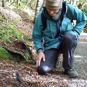 Wayne McCallum, Canterbury Biodiversity Co-ordinator, entices a robin by disturbing the leaf litter.
