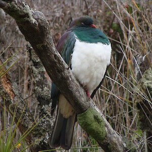 The relaxed demeanour of this kereru reflects the habit of all the birds on Ulva, in a habitat free of predators.