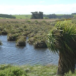 Gardner's Wetland. This area adjacent to the Southern Scenic Route is protected in perpetuity under QEII Open Space Covenant.