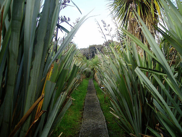Revegetation of a grass area at the beginning of the track, ten years on. 2006.