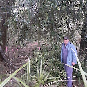 2026 April Steve showing where pink tape indicates holly drilled and filled with glyphosate.