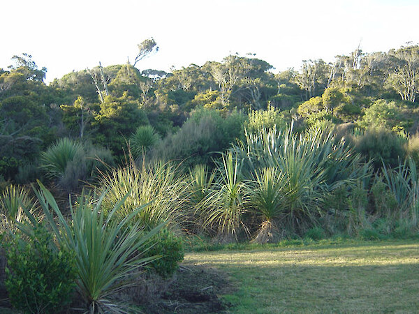 Plantings have been undertaken along the south side, with flax and cabbage tree being the main species used.