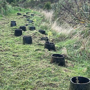 2026 April. New plantings protected by Garto guards.