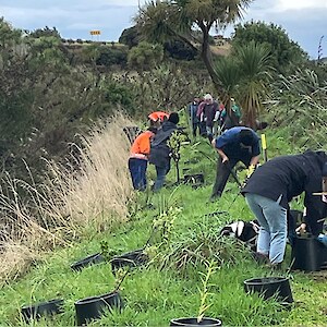 2026 April. Area cleared of broom the previous year now being planted out.