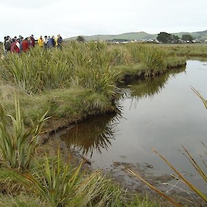 Ponds were created to improve whitebait spawning grounds. Flax was planted following pond excavation.