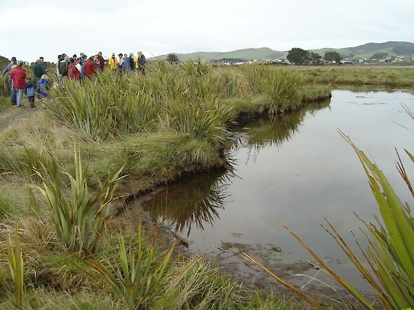 Ponds were created to improve whitebait spawning grounds. Flax was planted following pond excavation.