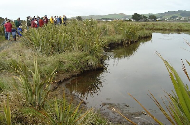 Ponds were created to improve whitebait spawning grounds. Flax was planted following pond excavation.