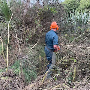 2025 June. More weed control undertaken, revealing previous plantings of cabbage trees and pittosporum.