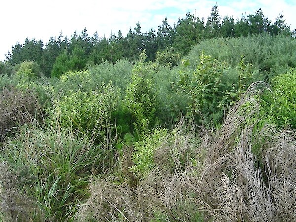 An example of native regeneration beating gorse.