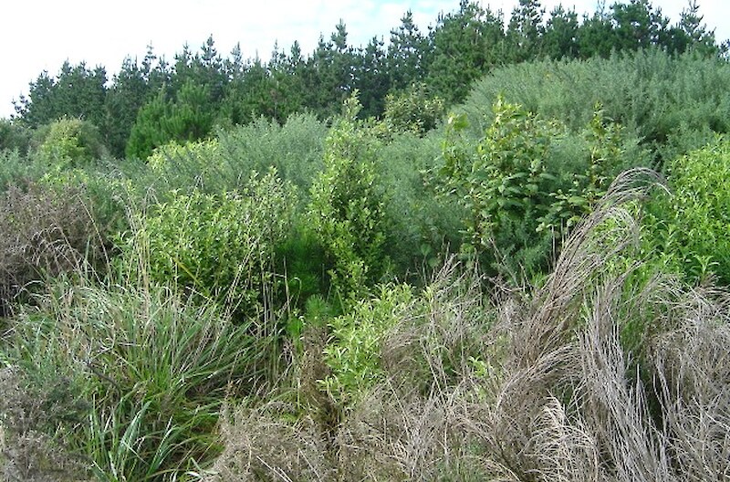 An example of native regeneration beating gorse.