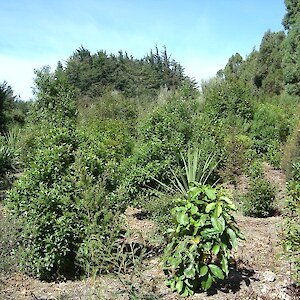 Photopoint 1. Plantings after 6 years.