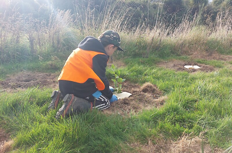 2025 Limehills School student planting a broadleaf.