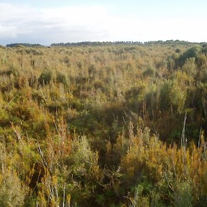 Dracophyllum, wirerush and low manuka provides prime fernbird habitat.