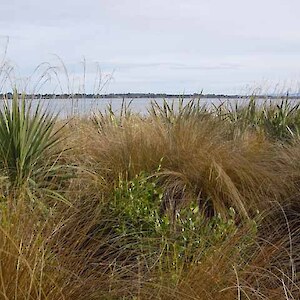 Species tolerant of the strong salt laden coastal winds are establishing well. The track provides expansive open views.