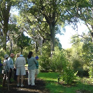 A 2008 Forest and Bird trip admiring the towering matai. The revegetation beneath started with a grass sward in 2003.