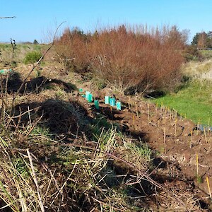 2026 May. Plantings complete. Most plants were protected with plastic covers. Credit: Anastazia Raymond, ES LSO