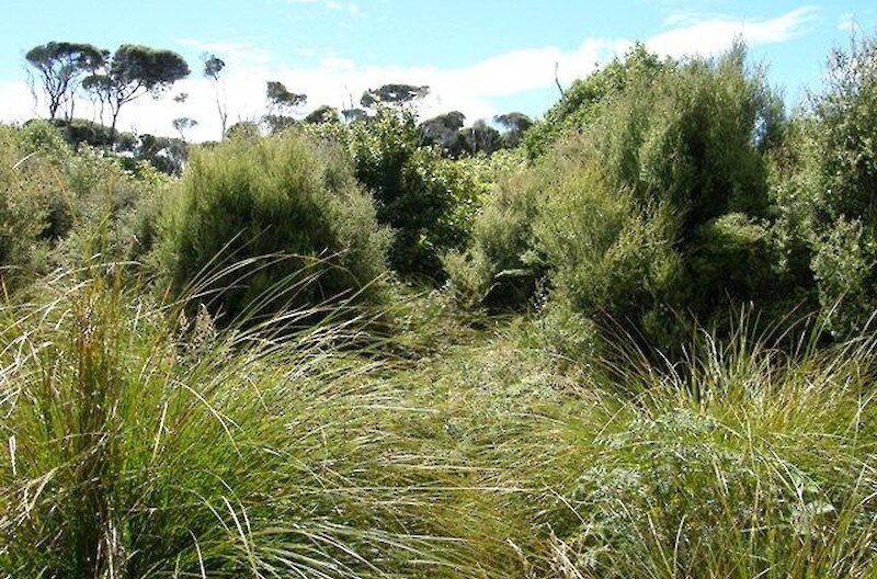 Natural regeneration is occurring with broadleaf and pittosporum emerging through manuka.