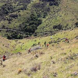 Volunteers combing the slope looking for wilding trees