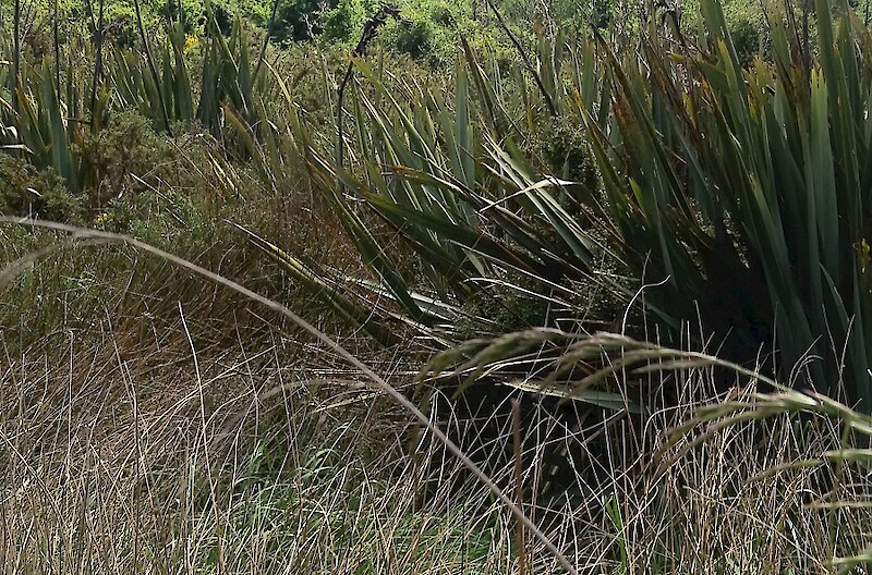 Edge of the flaxland