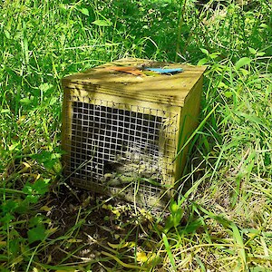 DOC 200 traps are set throughout the wetland. Rats and stoats are the main catch.