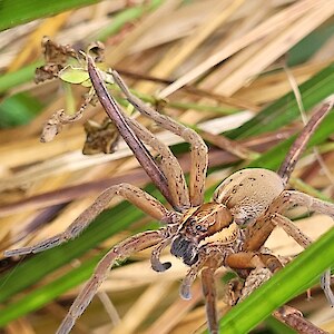 This spider found on Carex secta. Insects are an important part, often unrecognised, of our natural ecosystems. May 2022