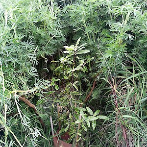Plants amongst the lupin regrowth have done well with the shelter. The lupins were just broken back to let the light in.