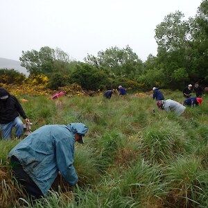The planting site, to be a stand of cabbage trees in the future, commemorating 125 years of Women's Suffrage.