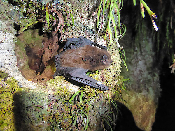 Long-tailed bat – credit Colin O’Donnell