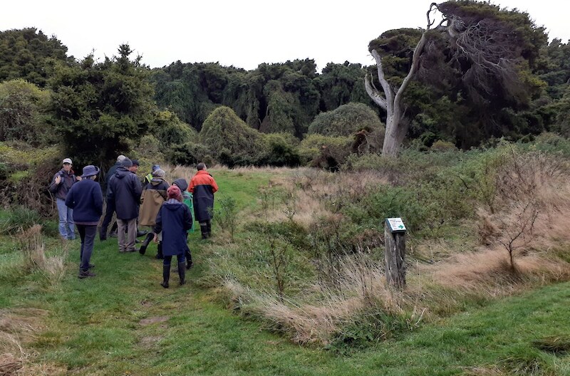 This rare totara forest system on sand dunes is easily explored following the mown paths throughout. The large totara here is estimated to be around 300 years old.