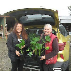 Bluff Hill Motupōhue Trust Chair Estelle Leask, and Southland Community Nursery's Chris Rance loading the Punui that had been propagated at the nursery for the Bluff Hill restoration project.