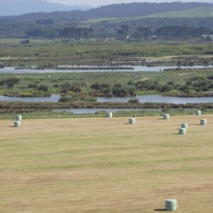 Looking from Fishing Camp Rd across the flats of the lower Waiau River, where the Waiau Trust have developed habitat for whitebait and eels. These native fish are on the threatened species list due to loss of wetland habitat.