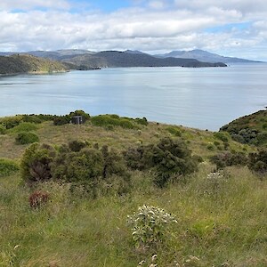 2026_plantings from 2021 are doing well, including rata (red) and muttonbird scrub (grey) in the foreground.