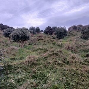 2026_2021 plantings are now up to shoulder height in places. In planting is planned.