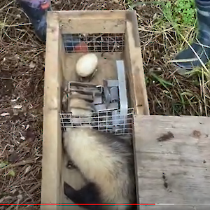 The DOC 200 traps are an efficient kill trap to take out predators, in this instance a ferret, the largest of the mustelid family.