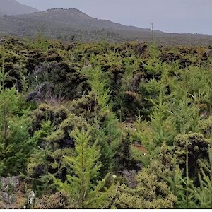 As the Mid Dome Wilding Tree Trust hopes to achieve their goal of removing P contorta from Mid Dome and environs a new problem is emerging - douglas fir.