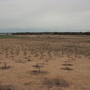 Bushy Point Living Legends planting 2011