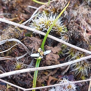 Lily in full bloom; Wurmbea novae-zelandiae