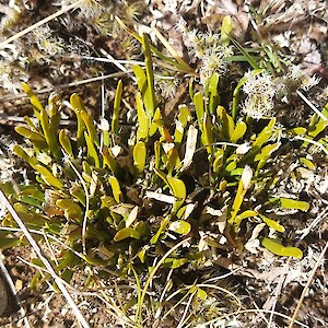 Carmichaelia corrugata / dwarf broom - a large plant of it all of 10cm across, 2cm high.