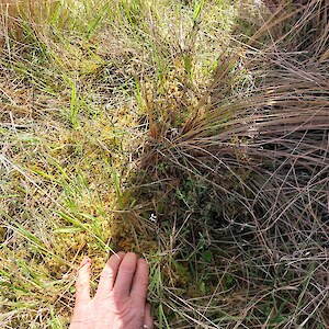 Searching for species only recognisable from a few mm of leaf or what is a giant flower to their miniscule stems