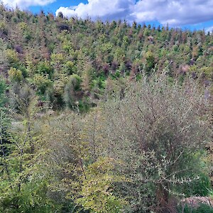 After lunch, on to the impressive restoring beech gully of Sue & Simon Marwick's in Kakapo Rd, Te Anau