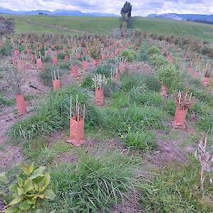 Illustration of how Simon & Sue successfully kept on top of maintenance post planting; made easiest to achieve by planting in rows but very mixed species along them
