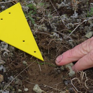The point to help us locate the lily and generally get our eye-in to find these plants.