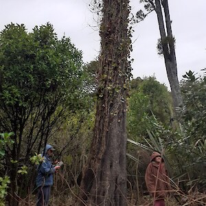 A 300 year old kahikatea with ivy growing up to the canopy, now dying following control work.