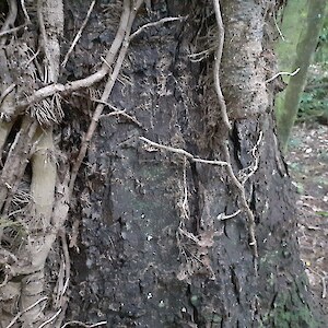 Large ivy stems on kahikatea cut and pasted both sides with glyphosate gel.